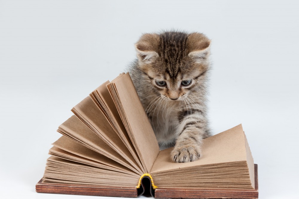 Meow! Here are 11 Puurrrfect Books All About Kittens!