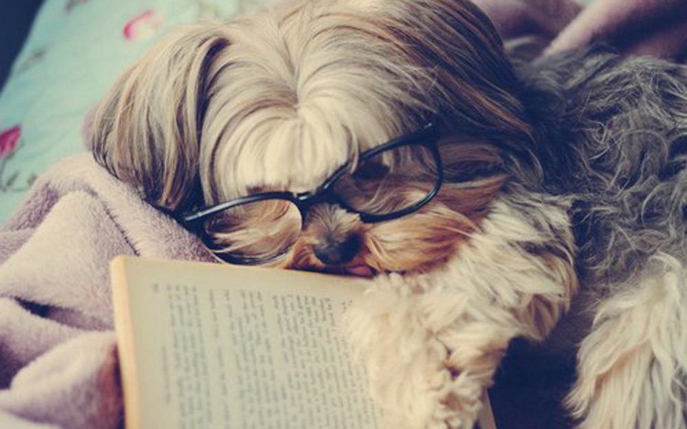 10 Absolutely Adorable Animals Reading Books