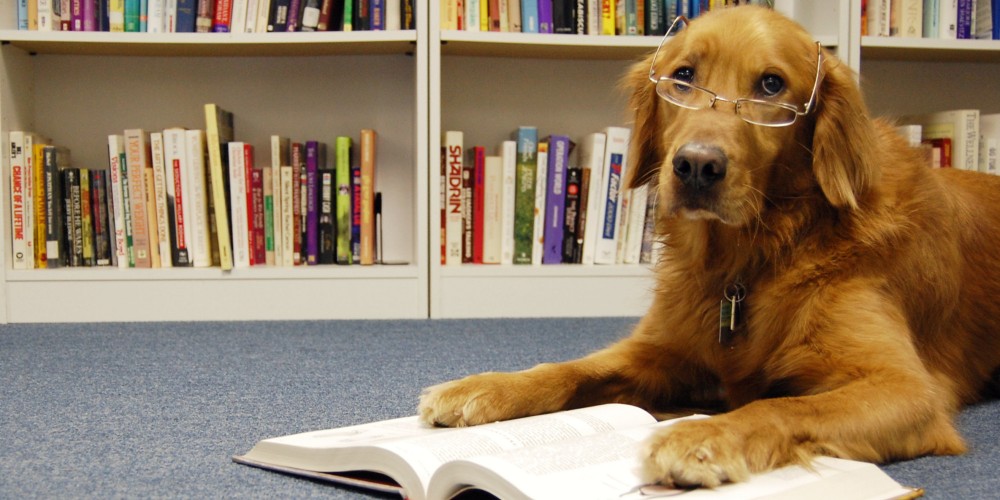 VIDEO: How Animals Read Their Books