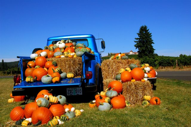 Pumpkins For Everyone: 10 Books For The Pumpkin Enthusiast